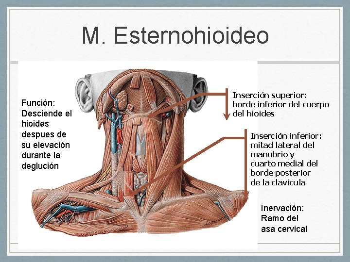 M. Esternohioideo Función: Desciende el hioides despues de su elevación durante la deglución Inserción