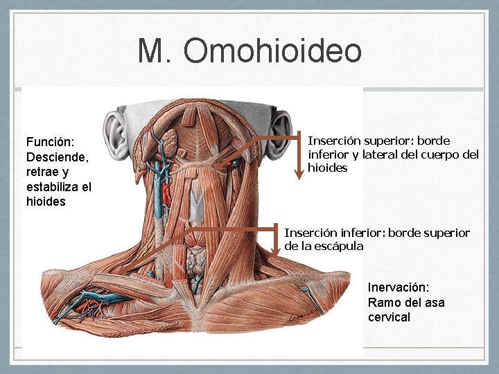 M. Omohioideo Función: Desciende, retrae y estabiliza el hioides Inserción superior: borde inferior y