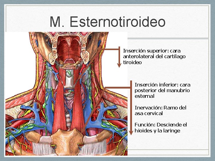 M. Esternotiroideo Inserción superior: cara anterolateral del cartílago tiroideo Inserción inferior: cara posterior del