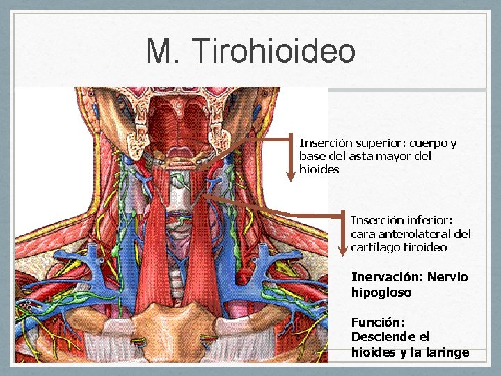 M. Tirohioideo Inserción superior: cuerpo y base del asta mayor del hioides Inserción inferior: