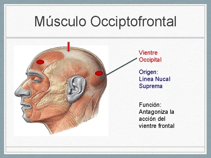 Músculo Occiptofrontal Vientre Occipital Origen: Línea Nucal Suprema Función: Antagoniza la acción del vientre