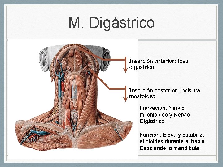 M. Digástrico Inserción anterior: fosa digástrica Inserción posterior: incisura mastoidea Inervación: Nervio milohioideo y