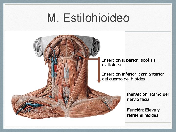 M. Estilohioideo Inserción superior: apófisis estiloides Inserción inferior: cara anterior del cuerpo del hioides