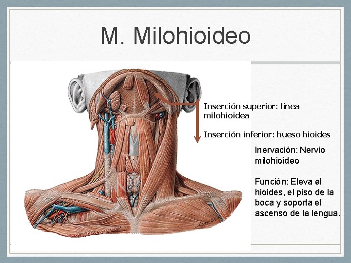 M. Milohioideo Inserción superior: línea milohioidea Inserción inferior: hueso hioides Inervación: Nervio milohioideo Función: