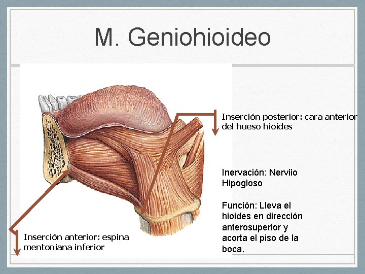 M. Geniohioideo Inserción posterior: cara anterior del hueso hioides Inervación: Nerviio Hipogloso Inserción anterior: