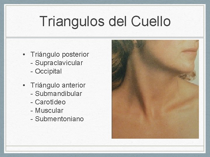 Triangulos del Cuello • Triángulo posterior - Supraclavicular - Occipital • Triángulo anterior -
