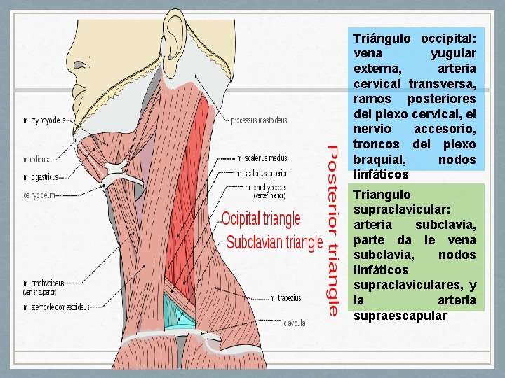 Triángulo occipital: vena yugular externa, arteria cervical transversa, ramos posteriores del plexo cervical, el