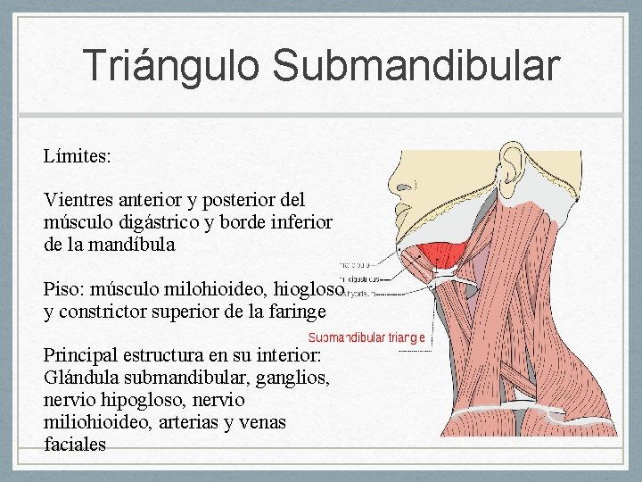 Triángulo Submandibular Límites: Vientres anterior y posterior del músculo digástrico y borde inferior de