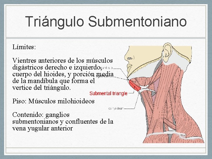 Triángulo Submentoniano Límites: Vientres anteriores de los músculos digástricos derecho e izquierdo, cuerpo del