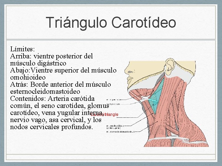 Triángulo Carotídeo Límites: Arriba: vientre posterior del músculo digástrico Abajo: Vientre superior del músculo