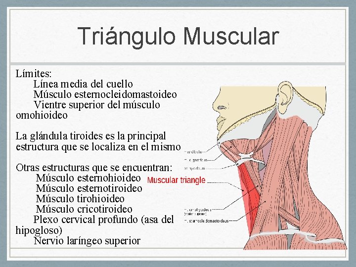 Triángulo Muscular Límites: Línea media del cuello Músculo esternocleidomastoideo Vientre superior del músculo omohioideo