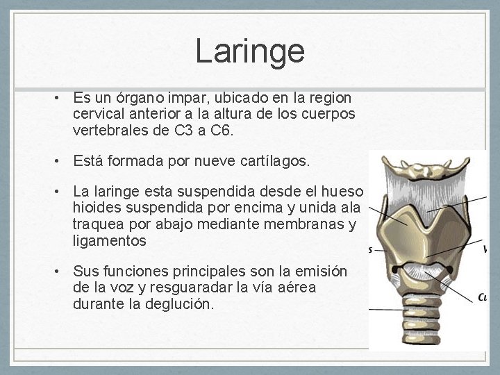 Laringe • Es un órgano impar, ubicado en la region cervical anterior a la