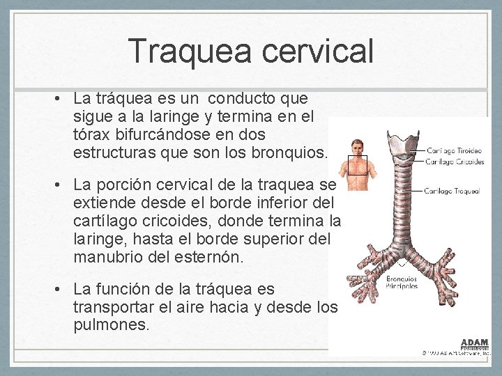 Traquea cervical • La tráquea es un conducto que sigue a la laringe y