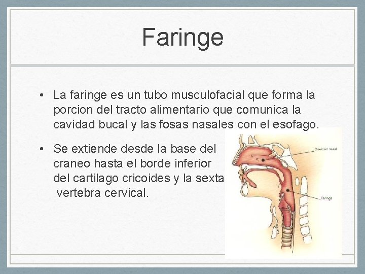 Faringe • La faringe es un tubo musculofacial que forma la porcion del tracto