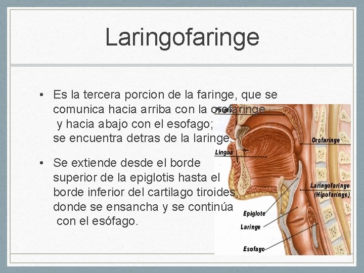 Laringofaringe • Es la tercera porcion de la faringe, que se comunica hacia arriba