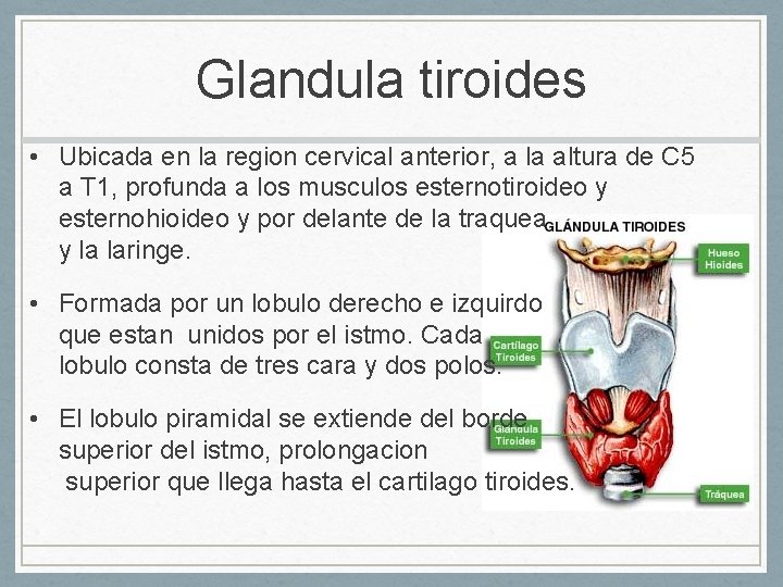 Glandula tiroides • Ubicada en la region cervical anterior, a la altura de C