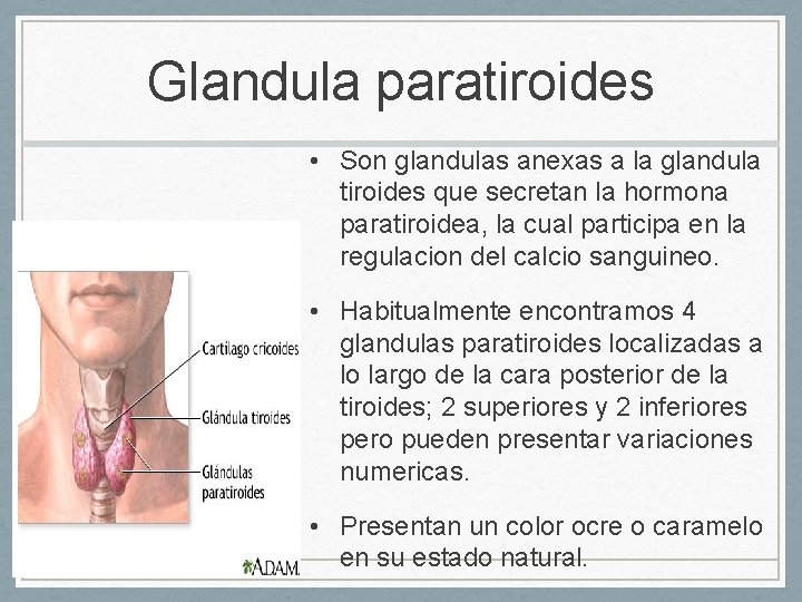 Glandula paratiroides • Son glandulas anexas a la glandula tiroides que secretan la hormona