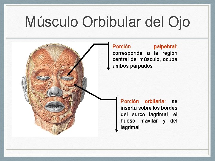 Músculo Orbibular del Ojo Porción palpebral: corresponde a la región central del músculo, ocupa