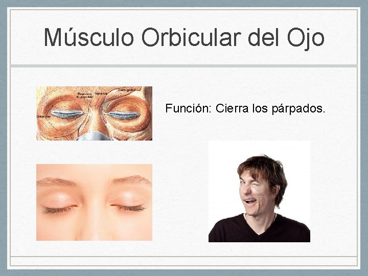 Músculo Orbicular del Ojo Función: Cierra los párpados. 