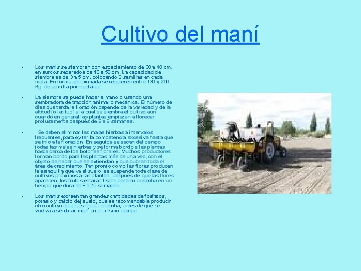 Cultivo del maní • • Los manís se siembran con espaciamiento de 30 a