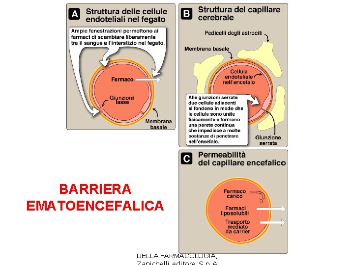 BARRIERA EMATOENCEFALICA R. D. Howland et al. , LE BASI DELLA FARMACOLOGIA, 