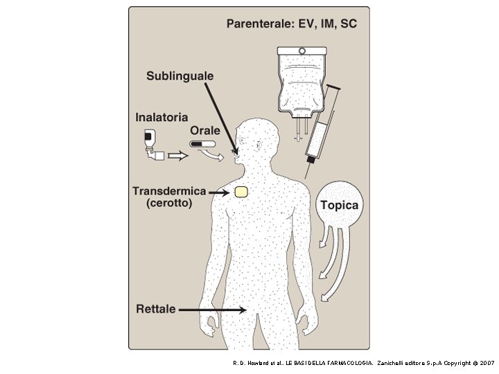  R. D. Howland et al. , LE BASI DELLA FARMACOLOGIA, Zanichelli editore S.