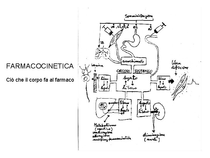 FARMACOCINETICA Ciò che il corpo fa al farmaco 