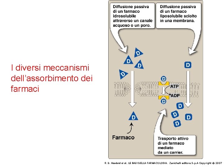 I diversi meccanismi dell’assorbimento dei farmaci R. D. Howland et al. , LE BASI