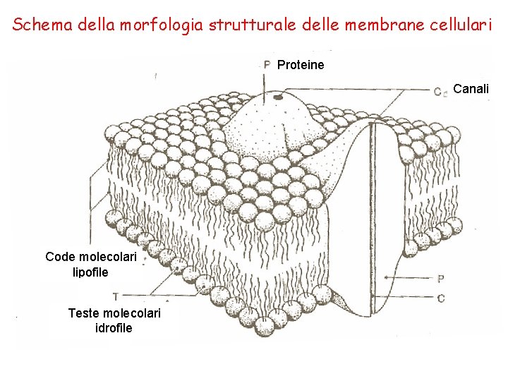 Schema della morfologia strutturale delle membrane cellulari Proteine Canali Code molecolari lipofile Teste molecolari