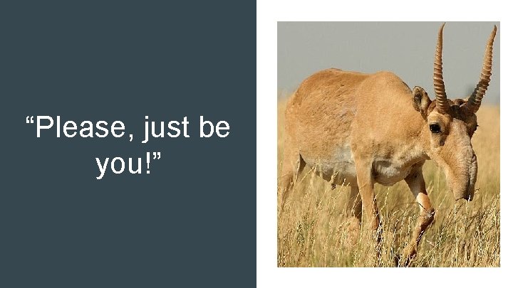 Male Saiga Antelope “Please, just be you!” 