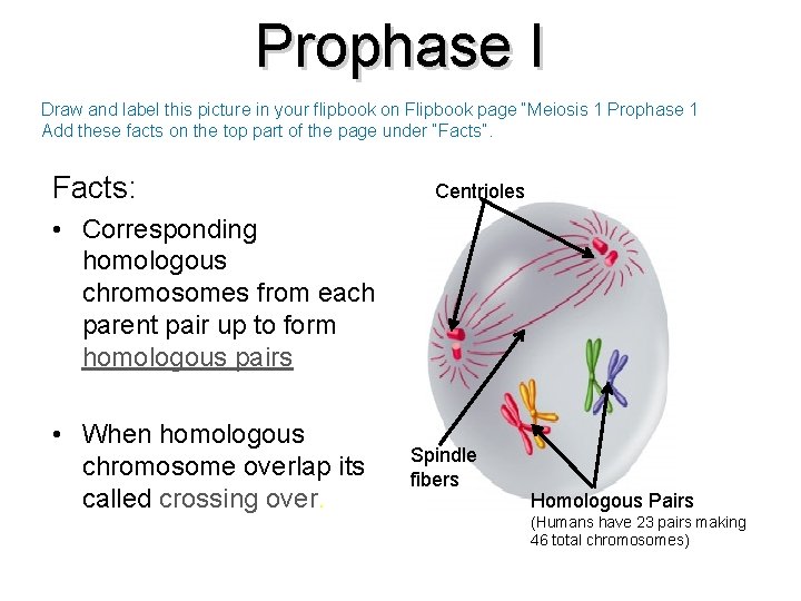 Prophase I Draw and label this picture in your flipbook on Flipbook page “Meiosis