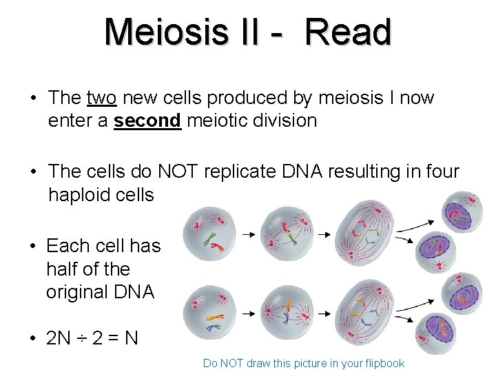 Meiosis II - Read • The two new cells produced by meiosis I now