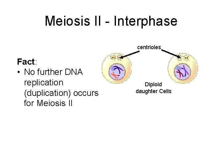 Meiosis II - Interphase centrioles Fact: • No further DNA replication (duplication) occurs for