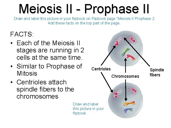 Meiosis II - Prophase II Draw and label this picture in your flipbook on