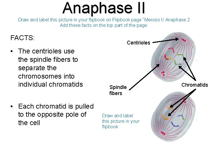 Anaphase II Draw and label this picture in your flipbook on Flipbook page “Meiosis