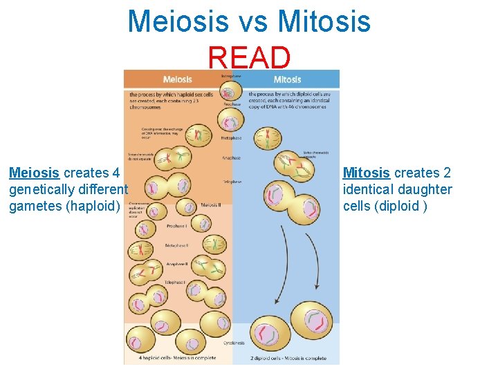 Meiosis vs Mitosis READ Meiosis creates 4 genetically different gametes (haploid) Mitosis creates 2