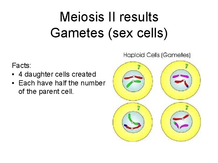 Meiosis II results Gametes (sex cells) Facts: • 4 daughter cells created • Each