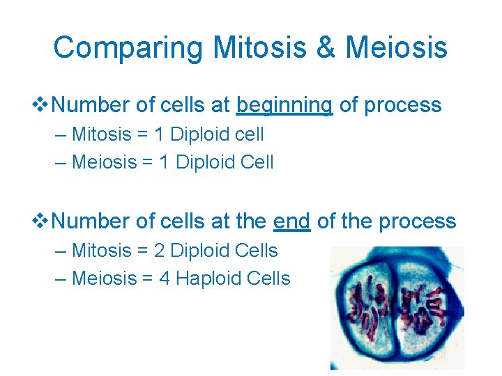 Comparing Mitosis & Meiosis v. Number of cells at beginning of process – Mitosis