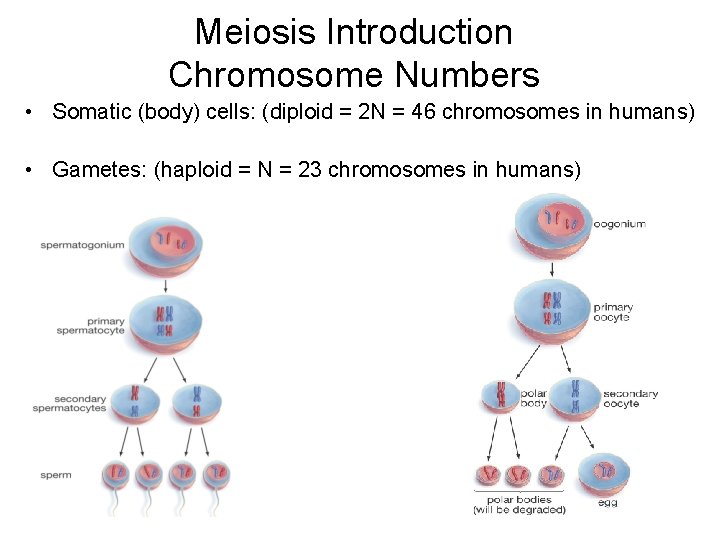 Meiosis Introduction Chromosome Numbers • Somatic (body) cells: (diploid = 2 N = 46