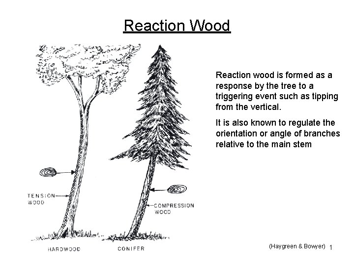Reaction Wood Reaction wood is formed as a response by the tree to a