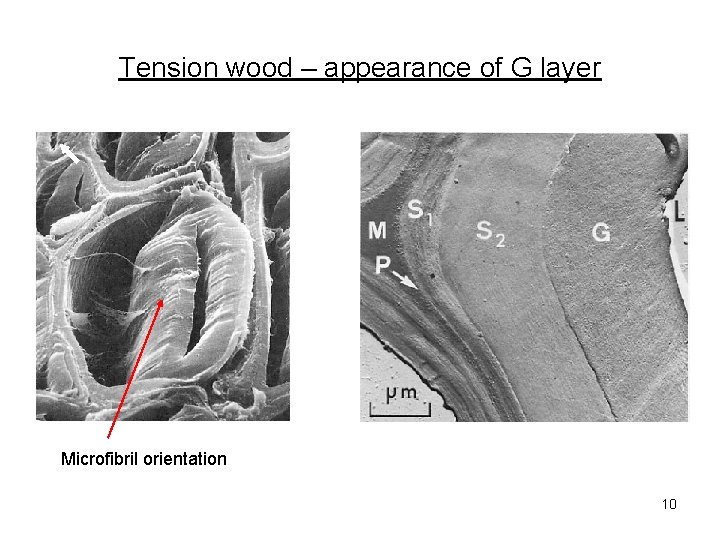 Tension wood – appearance of G layer Microfibril orientation 10 