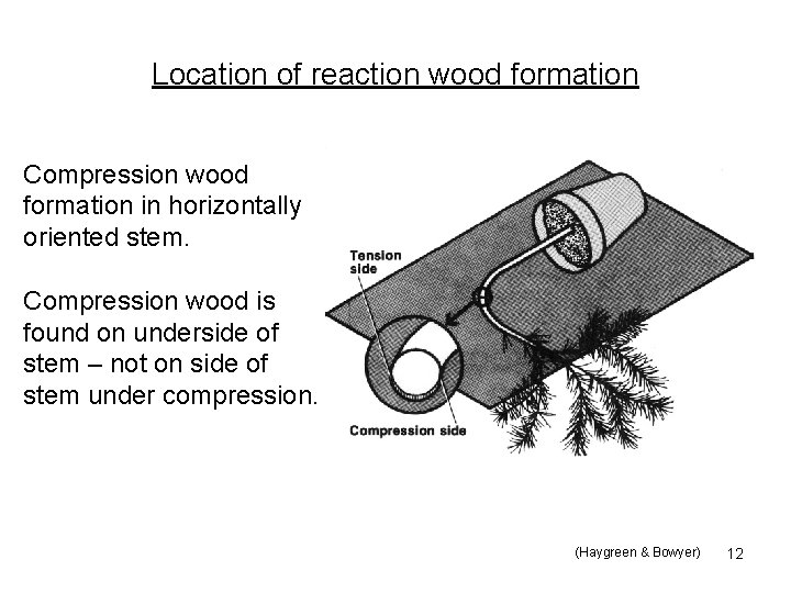 Location of reaction wood formation Compression wood formation in horizontally oriented stem. Compression wood