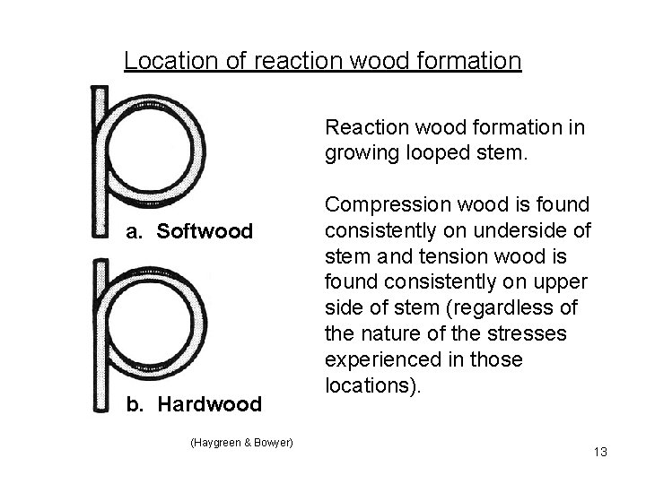 Location of reaction wood formation Reaction wood formation in growing looped stem. a. Softwood