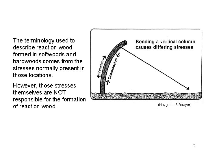 The terminology used to describe reaction wood formed in softwoods and hardwoods comes from