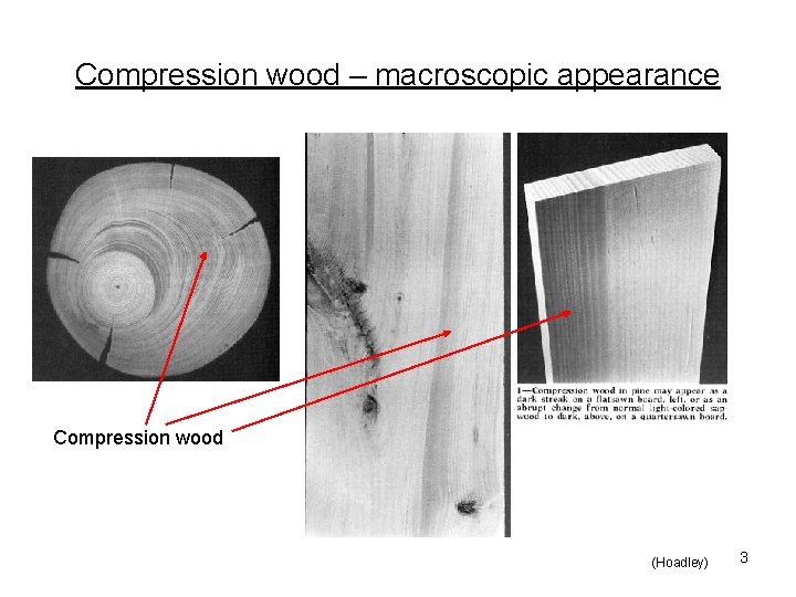 Compression wood – macroscopic appearance Compression wood (Hoadley) 3 