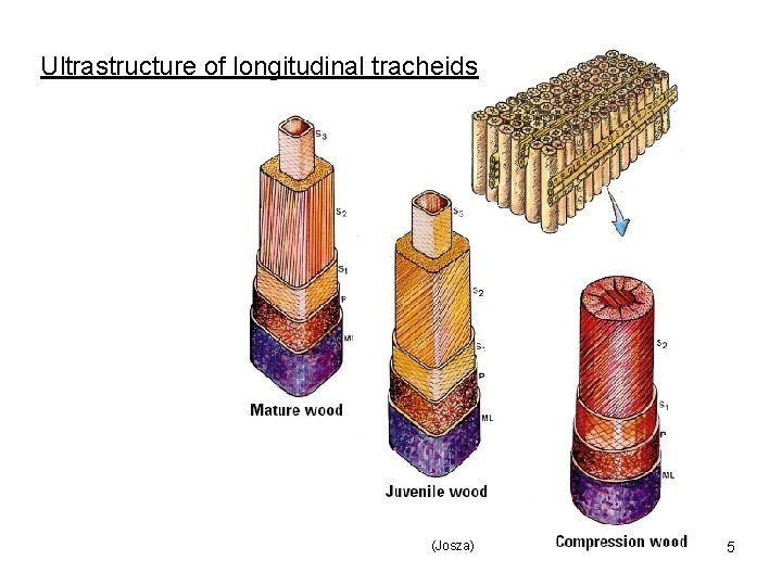 Ultrastructure of longitudinal tracheids (Josza) 5 