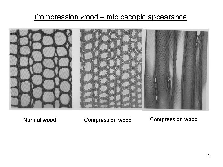 Compression wood – microscopic appearance Normal wood Compression wood 6 