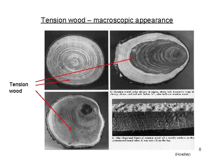 Tension wood – macroscopic appearance Tension wood 8 (Hoadley) 