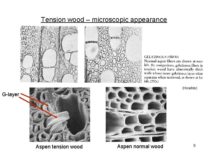 Tension wood – microscopic appearance (Hoadley) G-layer Aspen tension wood Aspen normal wood 9