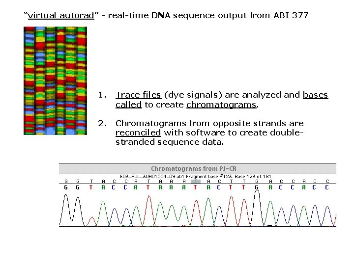 “virtual autorad” - real-time DNA sequence output from ABI 377 1. Trace files (dye